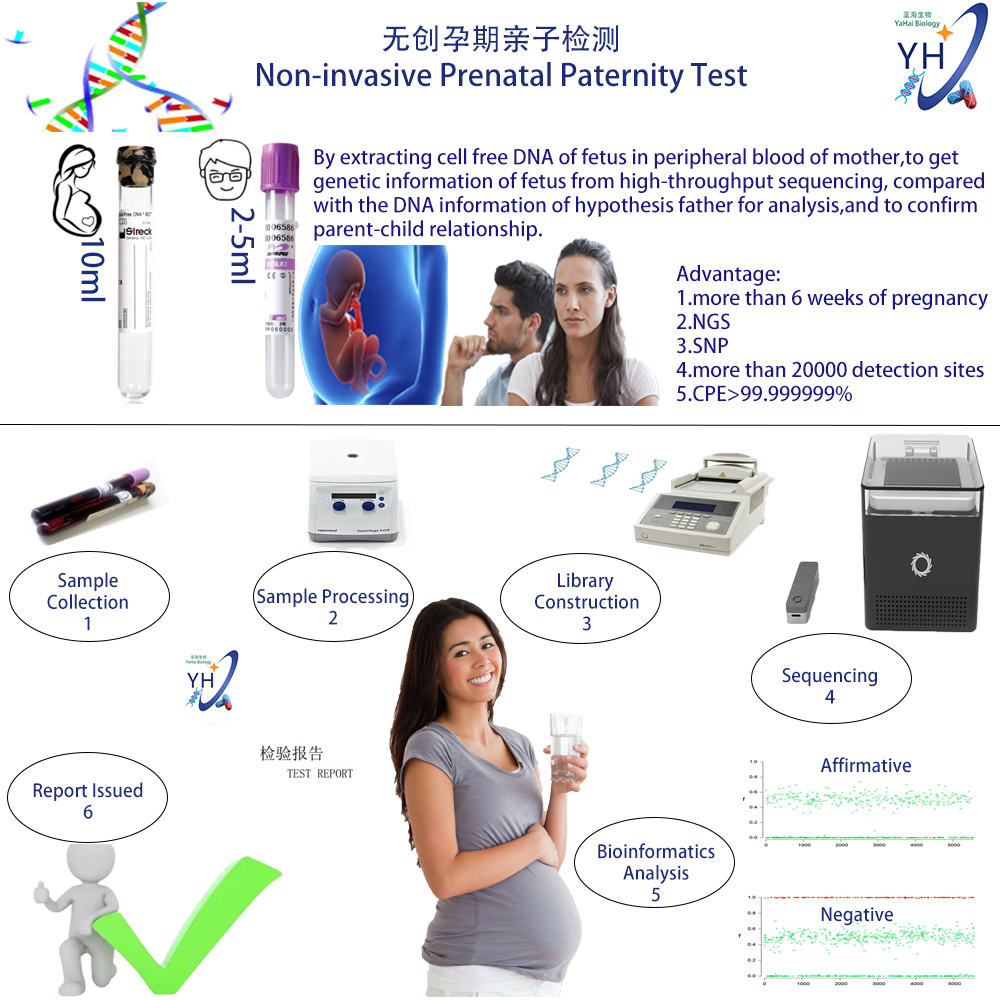 无创孕期亲子检测Non-invasive Prenatal Paternity Test